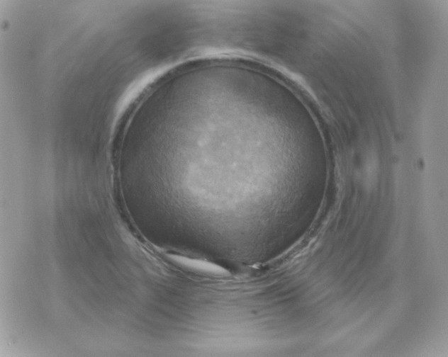 X0000070361319200607072053