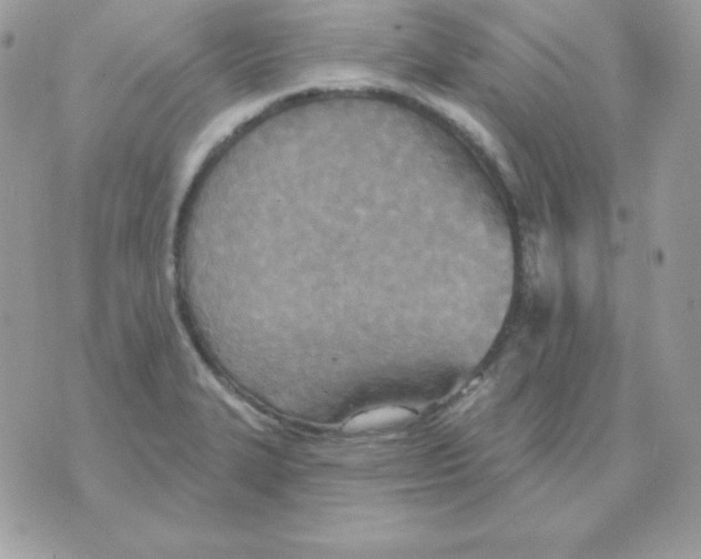 X0000070361327200607072053