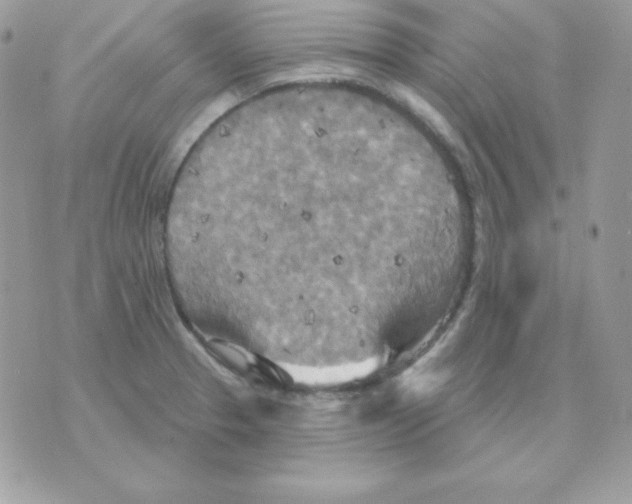 X0000070361329200607072053