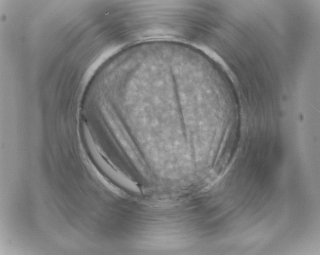 X0000070361333200607072053