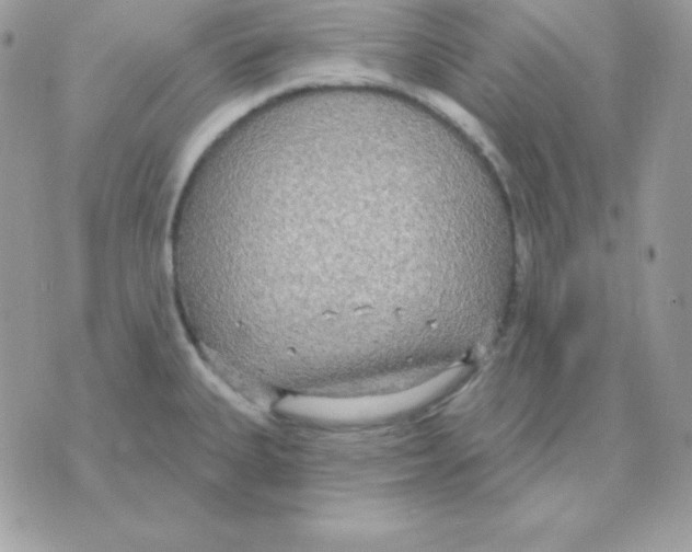 X0000070361335200607072053