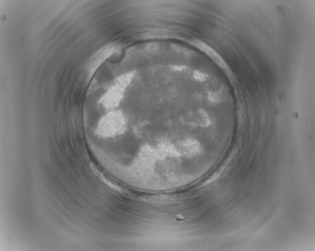 X0000070361337200607072053