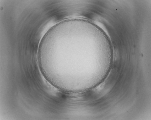 X0000070361338200607072053