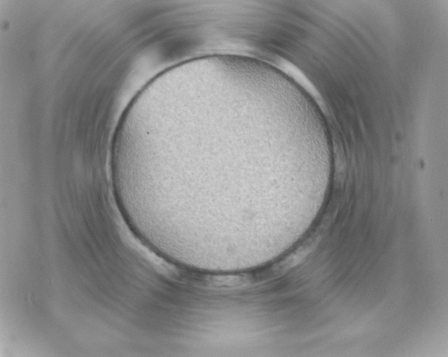 X0000070361339200607072053