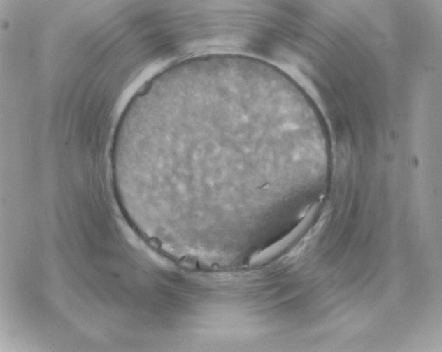 X0000070361341200607072054