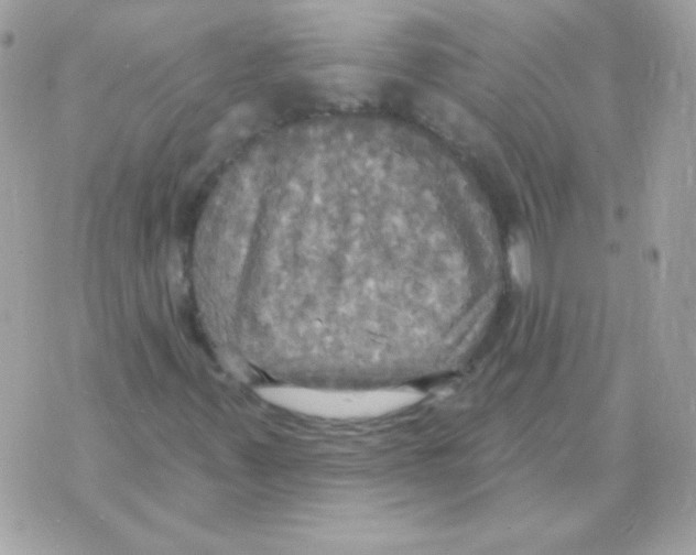 X0000070361347200607072053