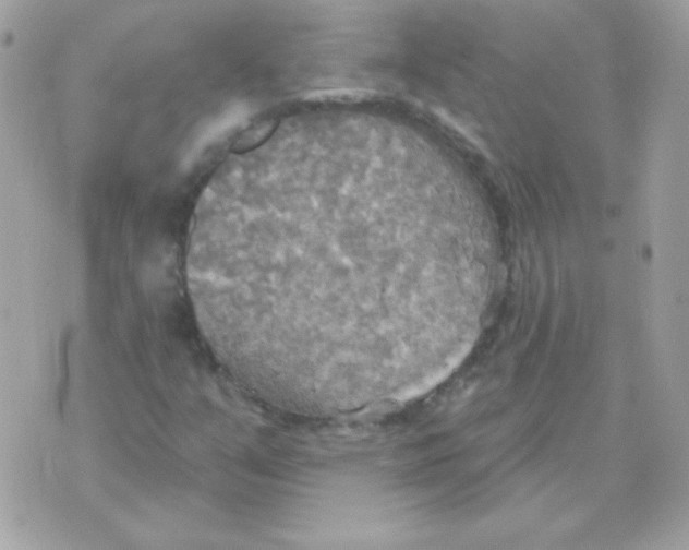 X0000070361351200607072053