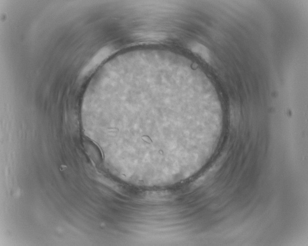 X0000070361354200607072053