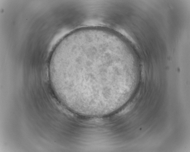 X0000070361358200607072053