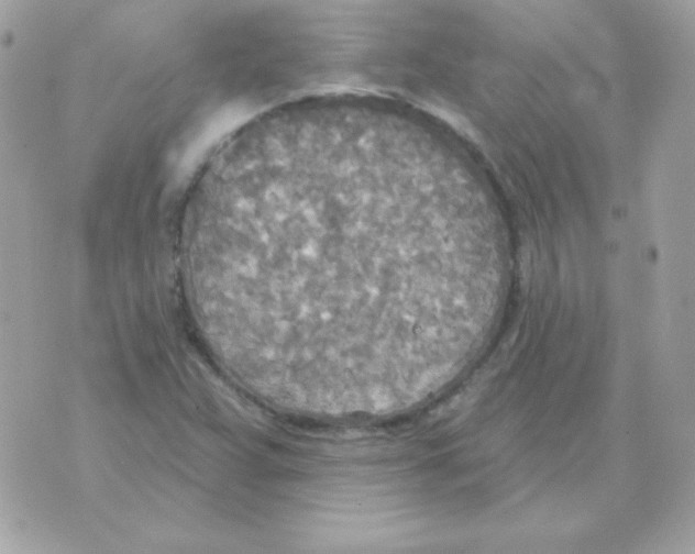 X0000070361359200607072053