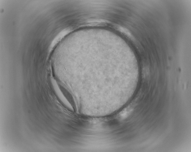 X0000070361362200607072053