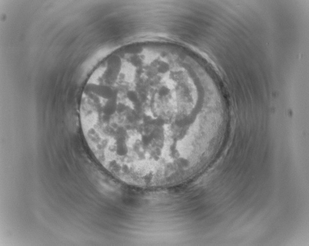 X0000070361363200607072052