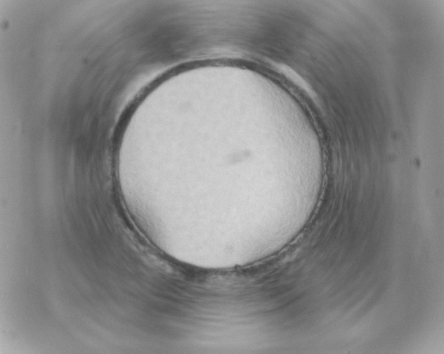 X0000070361364200607072052