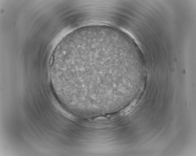 X0000070361371200607072052