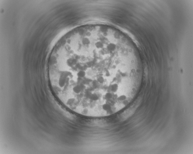 X0000070361375200607072052