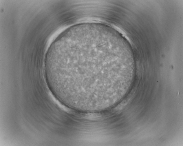 X0000070361379200607072052