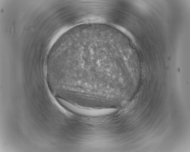 X0000070361383200607072052