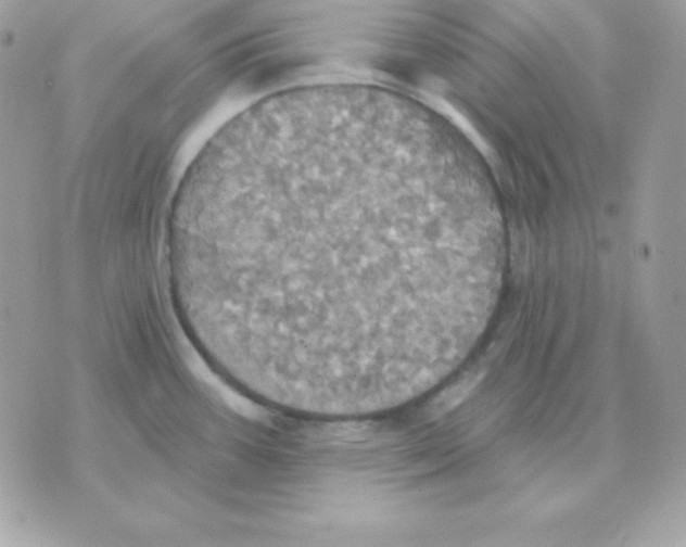 X0000070361387200607072052