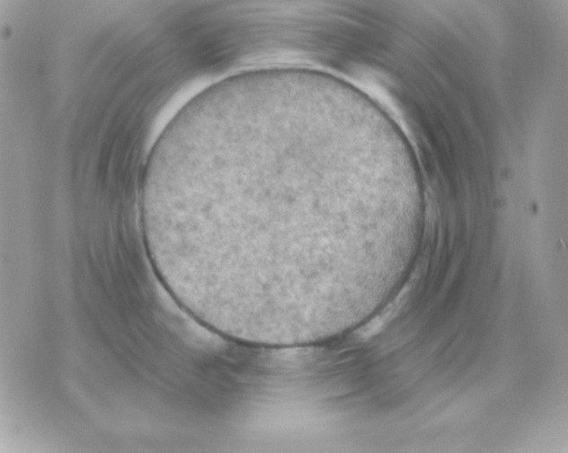 X0000070361390200607072052