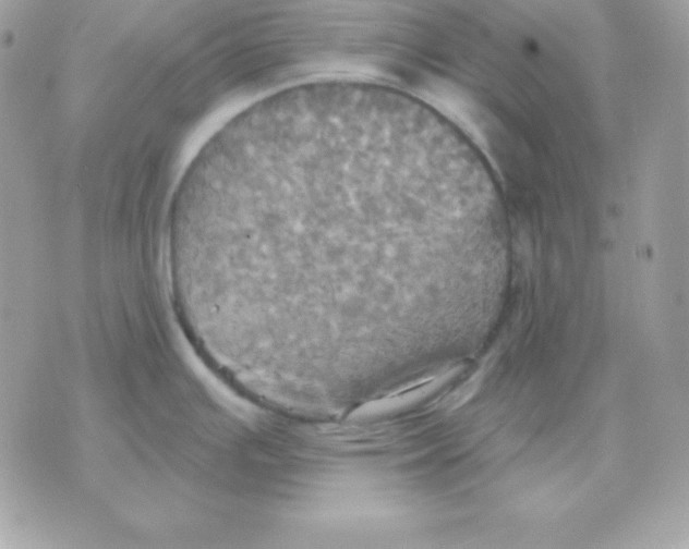 X0000070361391200607072052