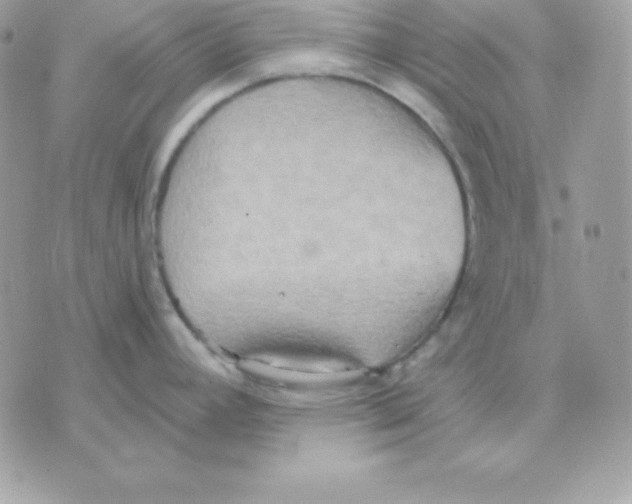 X0000070361392200607072052