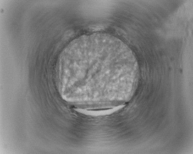 X0000070361393200607072051