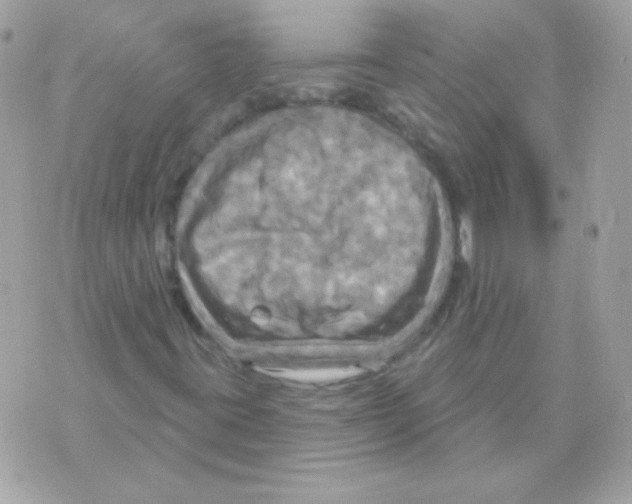 X0000070361395200607072051