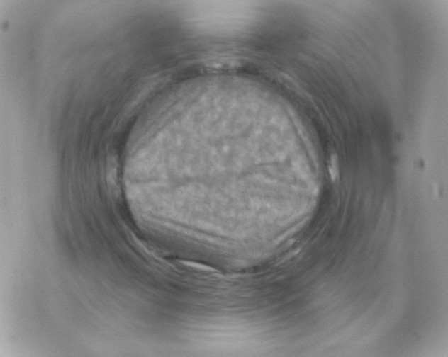 X0000070361396200607072051