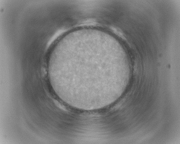 X0000070361400200607072051