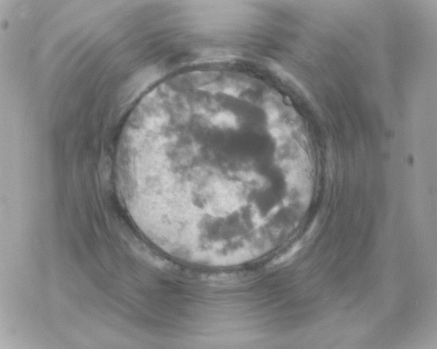 X0000070361401200607072051