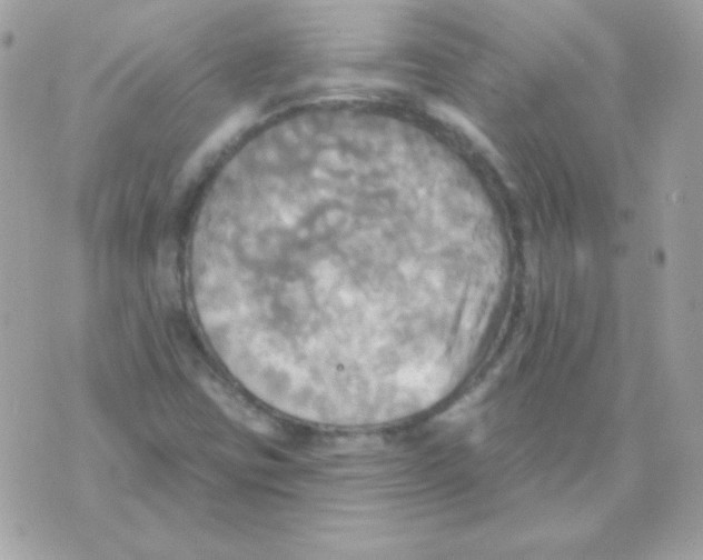 X0000070361403200607072051