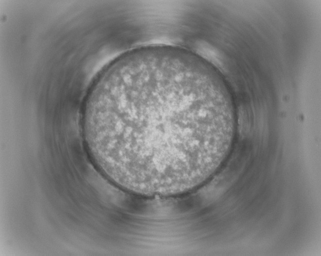 X0000070361404200607072051