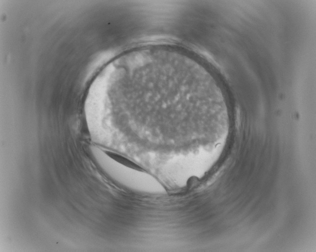 X0000070361405200607072051