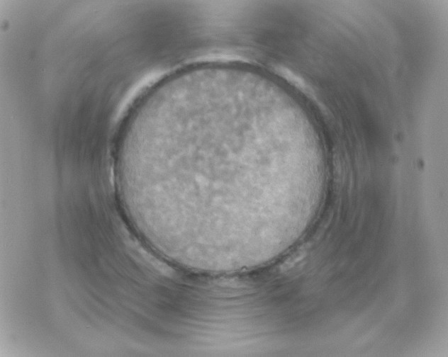 X0000070361408200607072051