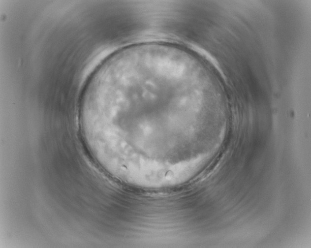 X0000070361415200607072052