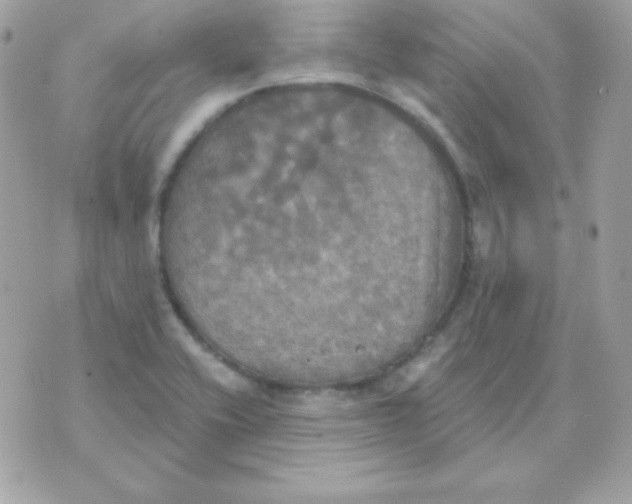 X0000070361416200607072052