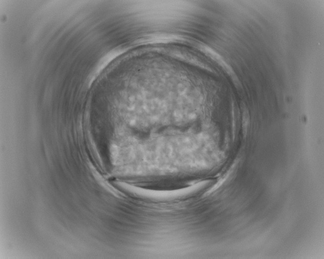 X0000070361417200607072052