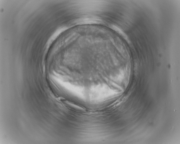 X0000070361419200607072052