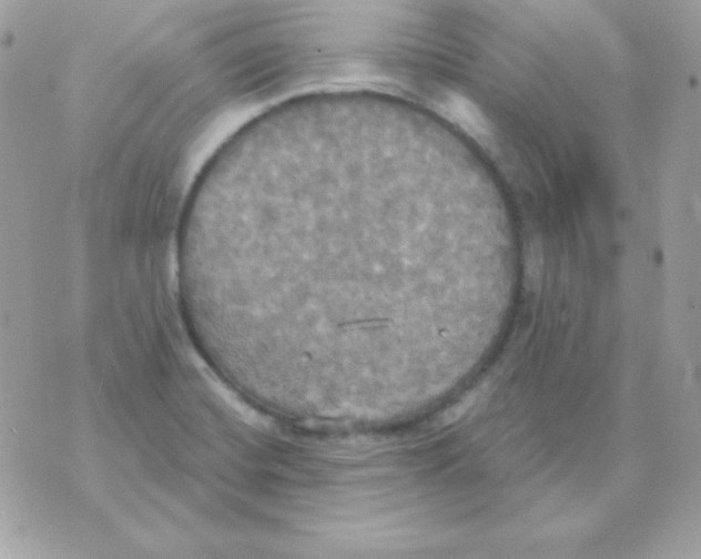 X0000070361420200607072052