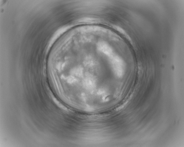 X0000070361421200607072052