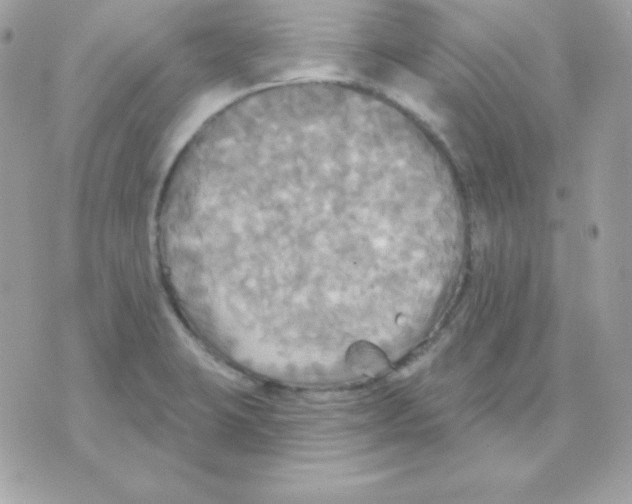 X0000070361423200607072052