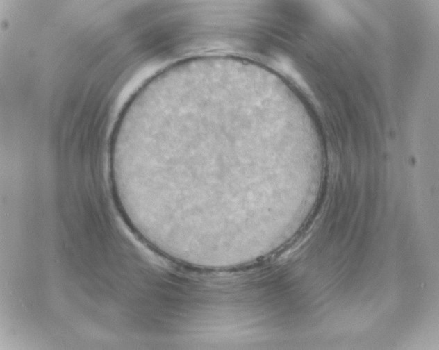 X0000070361424200607072052