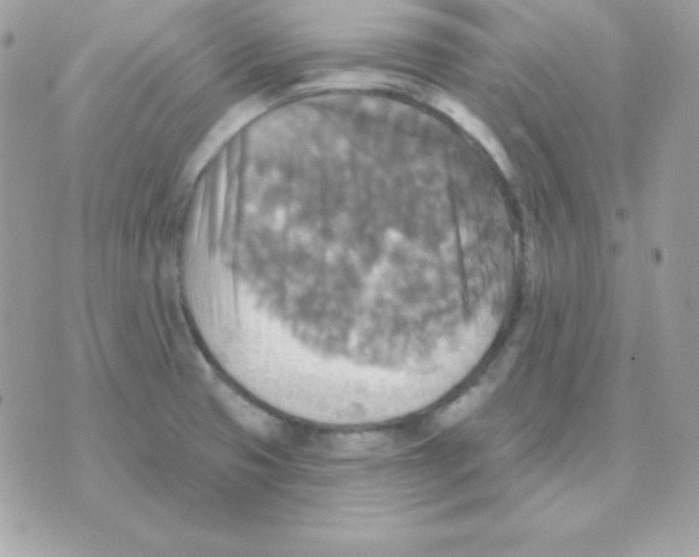 X0000070361425200607072052