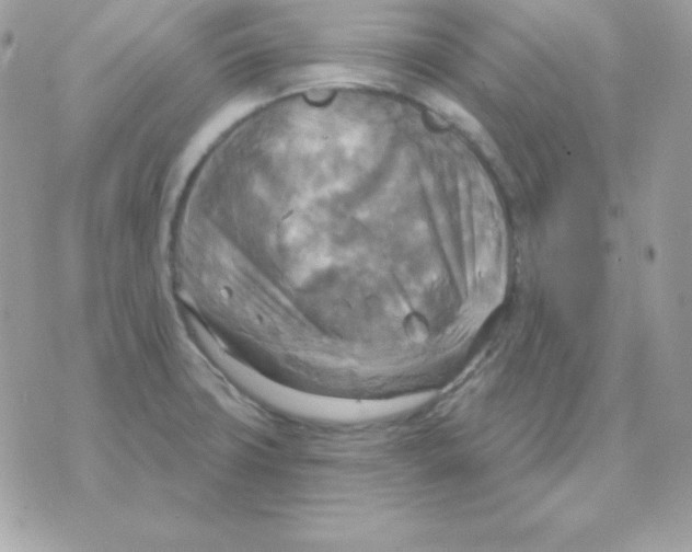 X0000070361427200607072052