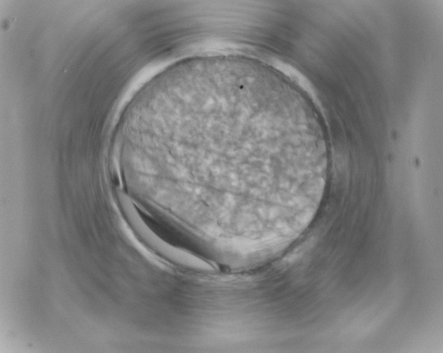 X0000070361429200607072052