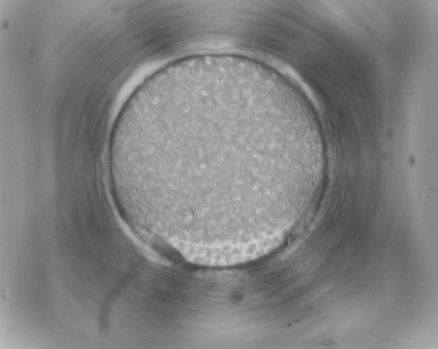 X0000070361432200607072052