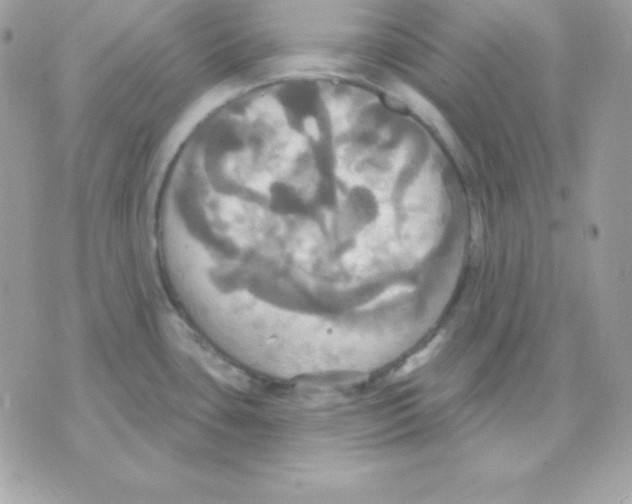 X0000070361435200607072052