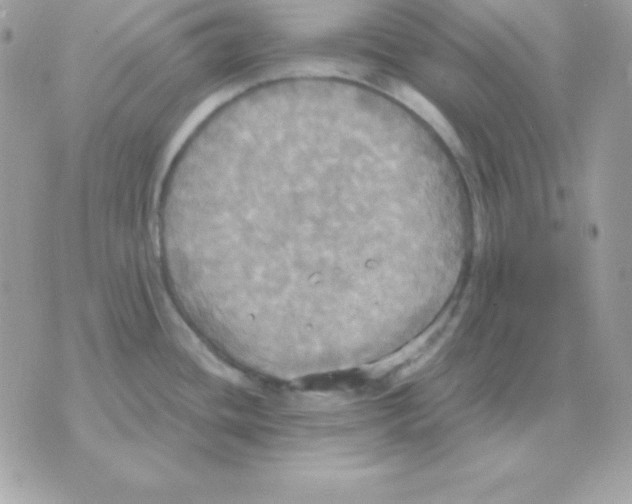 X0000070361436200607072052