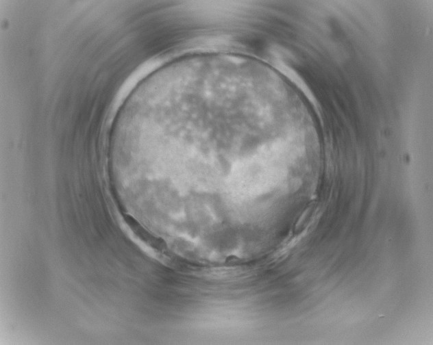 X0000070361437200607072052