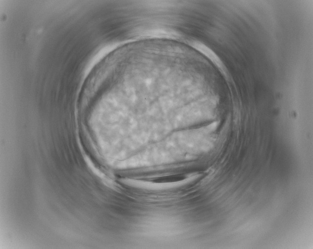 X0000070361439200607072052